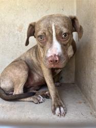 Shelter Stray Female Dog last seen Near BLOCK SE 56TH ST, OKLAHOMA CITY OK 73129, 2811 SE 29th St, Oklahoma City, OK 73129, USA