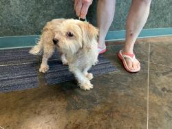Shelter Stray Male Dog last seen GREEN VALLEY RD FOLSOM, 31078 LA-36, Lacombe, LA 70445, USA