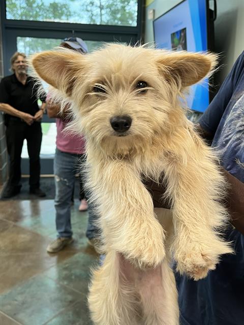 Shelter Stray Male Dog last seen MAGNOLIA DR, 31078 LA-36, Lacombe, LA 70445, USA