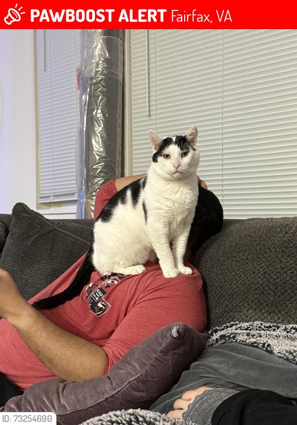 Lost Male Cat last seen Anderson Road and Lothian Road, Fairfax, VA 22031