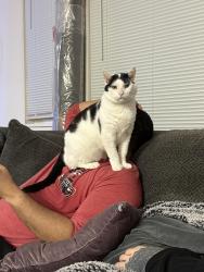 Lost Male Cat last seen Anderson Road and Lothian Road, Fairfax, VA 22031