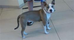 Shelter Stray Female Dog last seen RIDGE RD AND LITTLE RD, 19640 Dogpatch Ln, Land O' Lakes, FL 34638, USA
