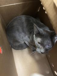 Shelter Stray Female Cat last seen CRESTRIDGE RD/WINDING WAY,95628, 3839 Bradshaw Rd, Sacramento, CA 95827, USA