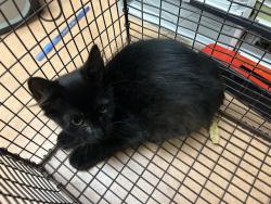 Shelter Stray Female Cat last seen CRESTRIDGE RD/WINDING WAY,95628, 3839 Bradshaw Rd, Sacramento, CA 95827, USA