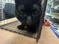 Shelter Stray Male Cat last seen CRESTRIDGE RD/WINDING WAY,95628, 3839 Bradshaw Rd, Sacramento, CA 95827, USA