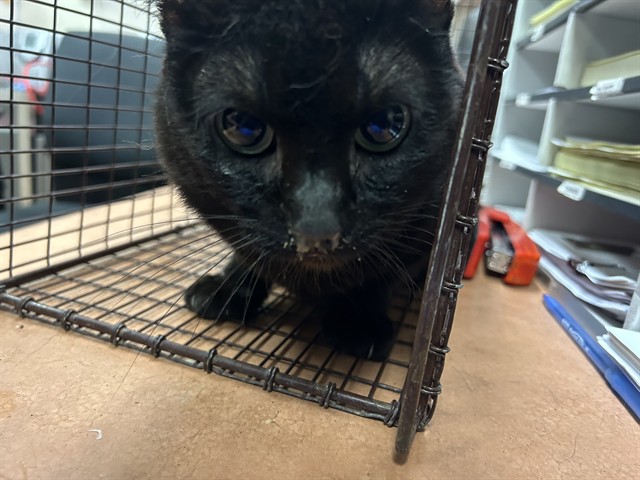 Shelter Stray Male Cat last seen CRESTRIDGE RD/WINDING WAY,95628, 3839 Bradshaw Rd, Sacramento, CA 95827, USA