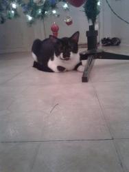 Lost Male Cat last seen berry st, Fort Worth, TX 76119