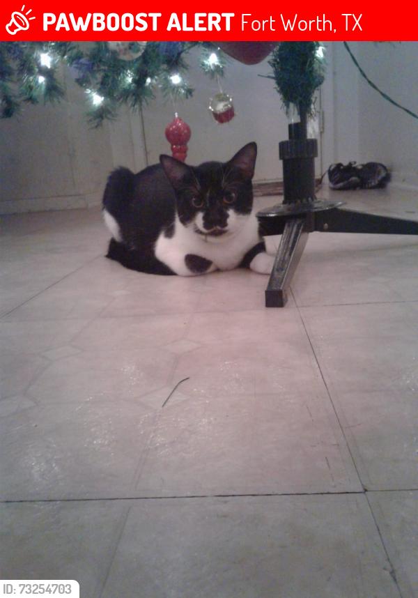 Lost Male Cat last seen berry st, Fort Worth, TX 76119