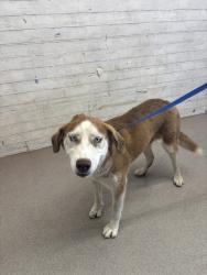 Shelter Stray Female Dog last seen Near BLOCK E PACIFIC, 333 Chandler Pl, San Bernardino, CA 92408, USA