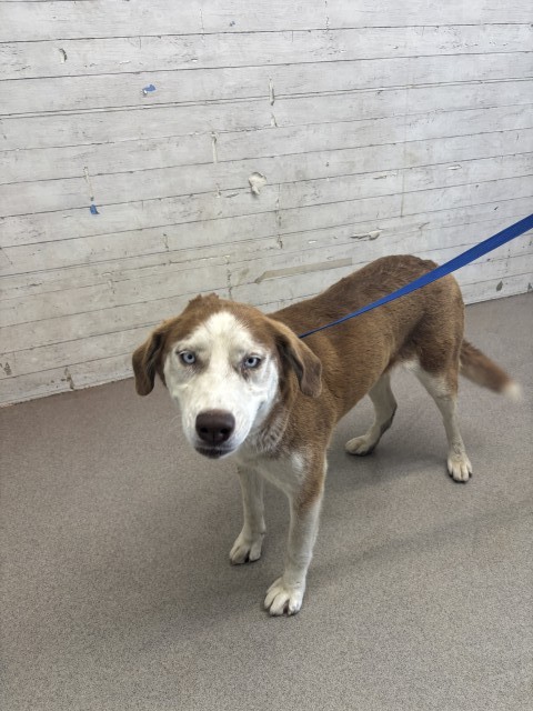 Shelter Stray Female Dog last seen Near BLOCK E PACIFIC, 333 Chandler Pl, San Bernardino, CA 92408, USA