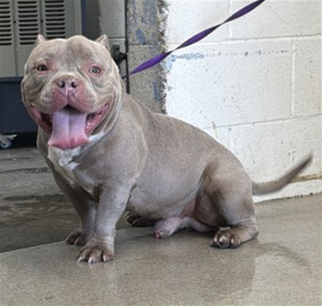 Shelter Stray Male Dog last seen E 13TH ST & N SIERRA WAY, SAN BERNARDINO, CA, 92404, USA, 333 Chandler Pl, San Bernardino, CA 92408, USA