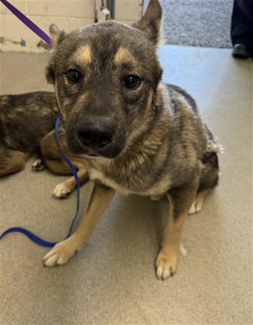 Shelter Stray Male Dog last seen LA CADENA DR X BARTON RD, 333 Chandler Pl, San Bernardino, CA 92408, USA