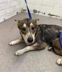 Shelter Stray Female Dog last seen LA CADENA DR X BARTON RD, 333 Chandler Pl, San Bernardino, CA 92408, USA