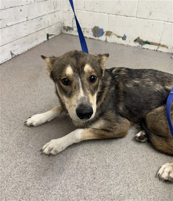 Shelter Stray Female Dog last seen LA CADENA DR X BARTON RD, 333 Chandler Pl, San Bernardino, CA 92408, USA
