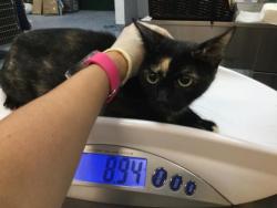 Shelter Stray Female Cat last seen Near BLOCK DILLON #428 RD DESERT HOT SPRINGS CA 92241, 72050 Pet Land Pl, Thousand Palms, CA 92276, USA