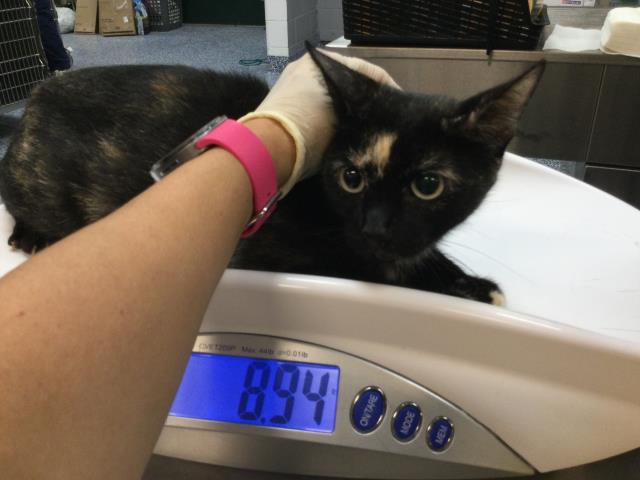 Shelter Stray Female Cat last seen Near BLOCK DILLON #428 RD DESERT HOT SPRINGS CA 92241, 72050 Pet Land Pl, Thousand Palms, CA 92276, USA