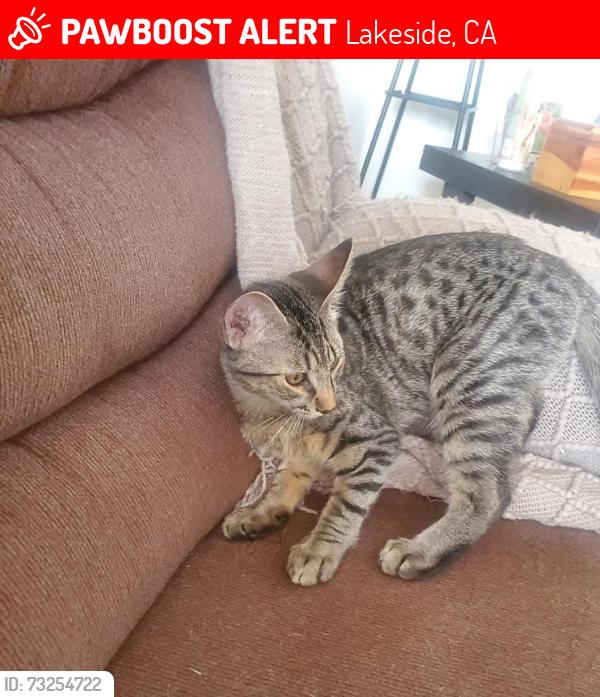 Lost Male Cat last seen Horseback lane, lakeside, Lakeside, CA 92040