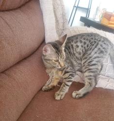 Lost Male Cat last seen Horseback lane, lakeside, Lakeside, CA 92040