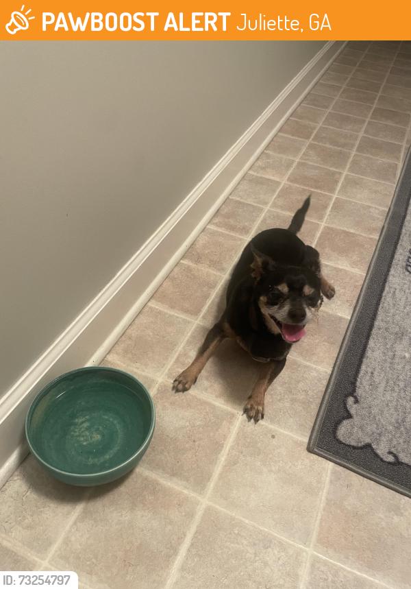 Found/Stray Unknown Dog last seen Pate Rd & Doe Run, Juliette, GA 31046