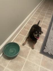 Found/Stray Unknown Dog last seen Pate Rd & Doe Run, Juliette, GA 31046