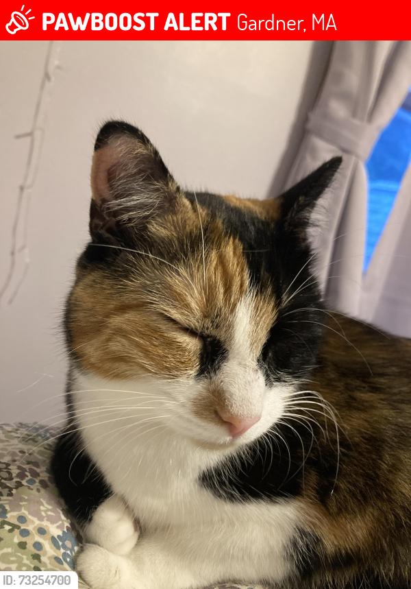 Lost Female Cat last seen Waterford St. School, Gardner, MA 01440
