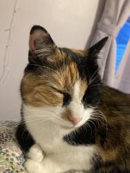 Lost Female Cat last seen Waterford St. School, Gardner, MA 01440