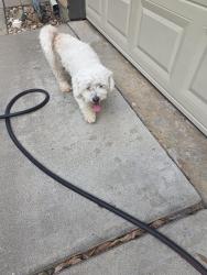 Reunited Unknown Dog last seen Sugar Land texas, Sugar Land, TX 77478