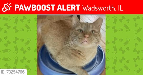 Lost Male Cat last seen Northwestern and Chaplin, Wadsworth, IL 60083