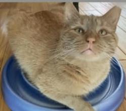 Lost Male Cat last seen Northwestern and Chaplin, Wadsworth, IL 60083