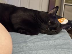 Lost Male Cat last seen In between Ocmulgee River and Tumbling Shoals off of Highway 18, Gray, GA 31032