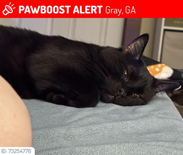 Lost Male Cat last seen In between Ocmulgee River and Tumbling Shoals off of Highway 18, Gray, GA 31032