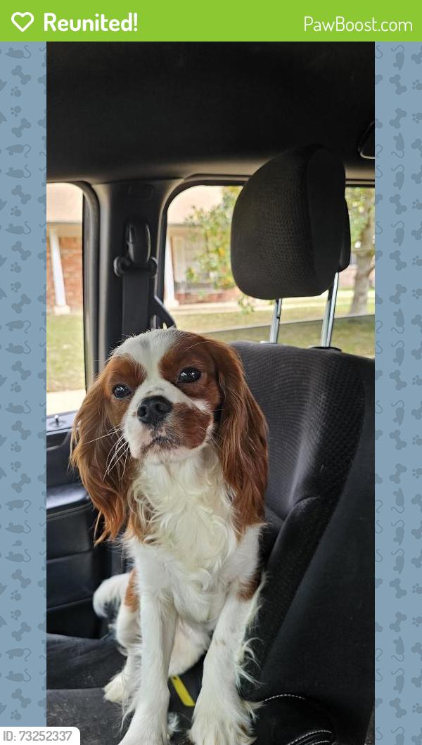 Reunited Male Dog last seen Williamsburg Colony, Katy, TX 77449