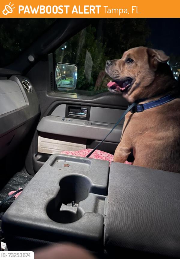 Found/Stray Male Dog last seen SpringHill Suites “by Marriott” Tampa Palms & I-75 service road, Tampa, FL 33647