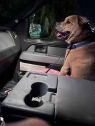 Found/Stray Male Dog last seen SpringHill Suites “by Marriott” Tampa Palms & I-75 service road, Tampa, FL 33647