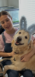 Reunited Male Dog last seen Kelley Blvd, Carrollton, TX 75006