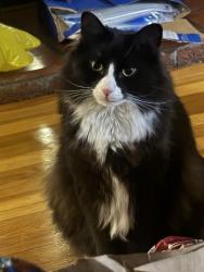 Reunited Male Cat last seen There’s a dominos on Hyde park and Cappys pizza, Boston, MA 02136