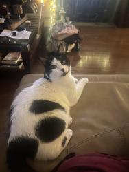 Lost Male Cat last seen Beck road, Canton Township, MI 48187