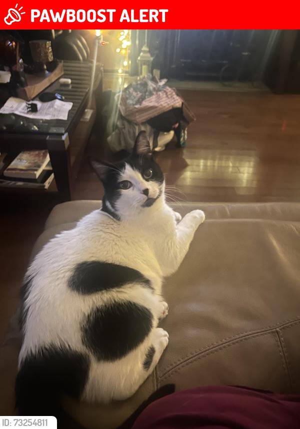 Lost Male Cat last seen Beck road, Canton Township, MI 48187