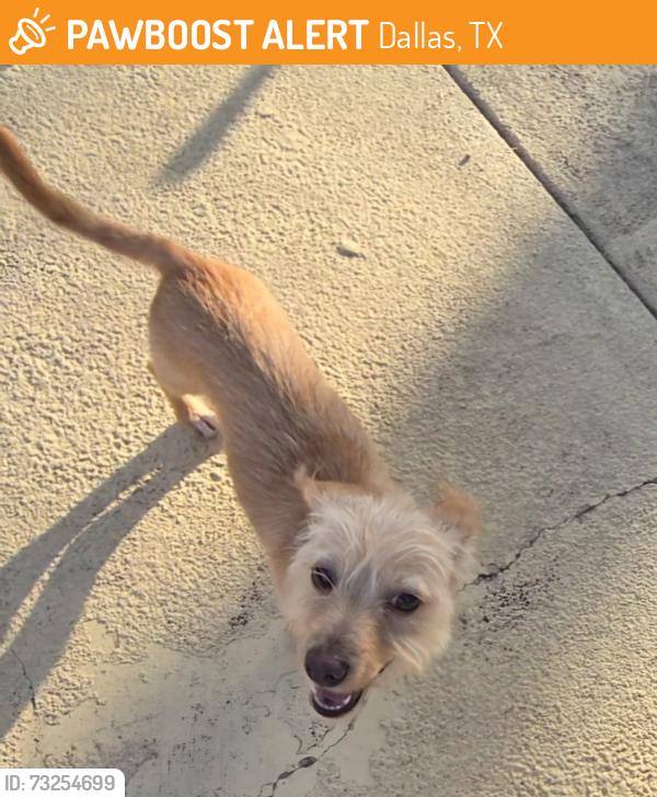 Found/Stray Male Dog last seen Samuel blvd.and buckner, Dallas, TX 75228