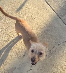 Found/Stray Male Dog last seen Samuel blvd.and buckner, Dallas, TX 75228