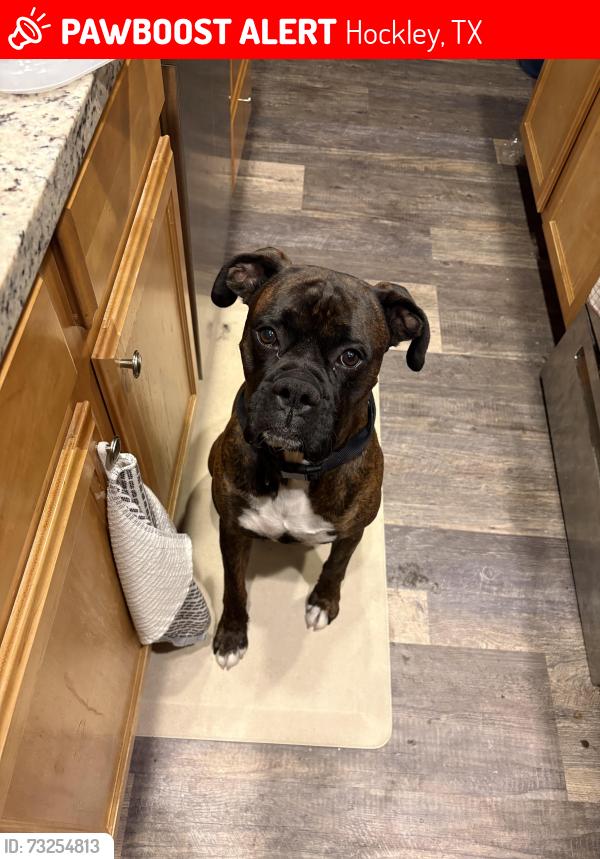 Lost Male Dog last seen Becker Rd, Hockley, TX 77447