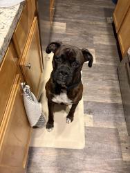 Lost Male Dog last seen Becker Rd, Hockley, TX 77447