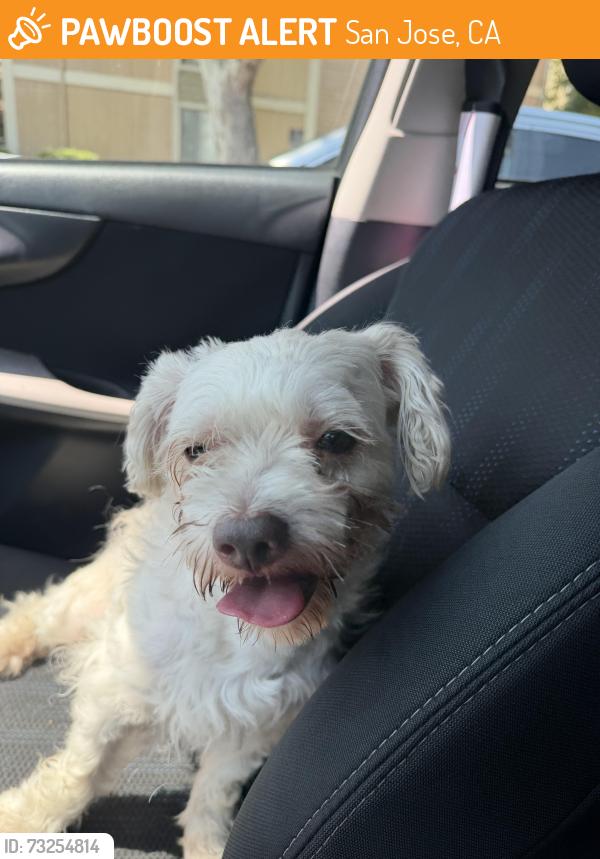 Found/Stray Male Dog last seen Holly Hill Dr, San Jose, CA 95121