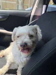 Found/Stray Male Dog last seen Holly Hill Dr, San Jose, CA 95121