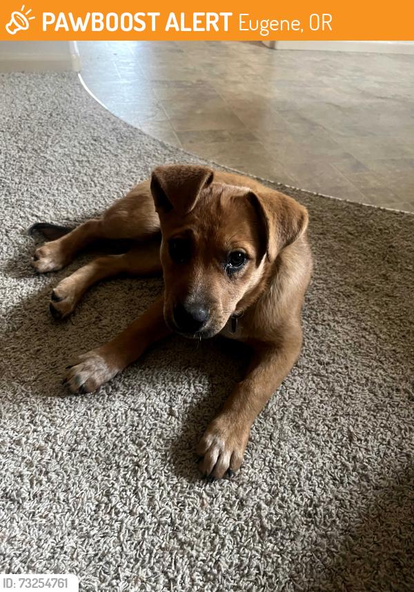 Found/Stray Unknown Dog last seen Echo Hollow & Royal, Eugene, OR 97402