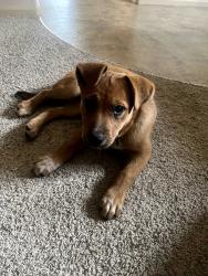 Found/Stray Unknown Dog last seen Echo Hollow & Royal, Eugene, OR 97402