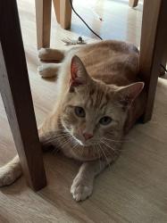 Lost Male Cat last seen Whitchurch, Cardiff, Wales CF14 1PZ