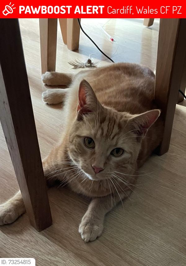 Lost Male Cat last seen Whitchurch, Cardiff, Wales CF14 1PZ