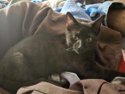 Found/Stray Male Cat last seen Near a fence, Burbank, IL 60459