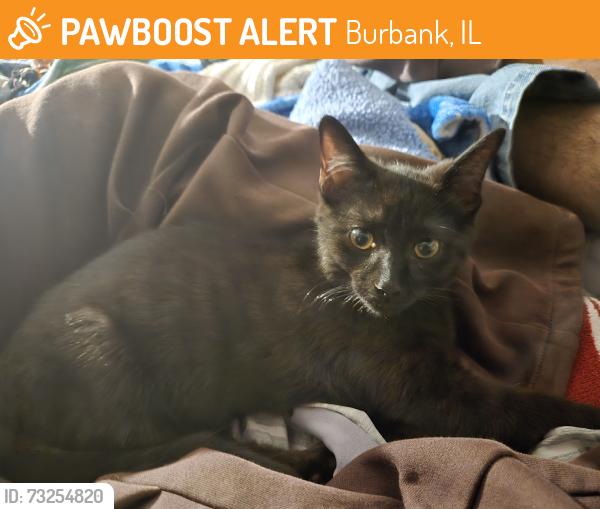 Found/Stray Male Cat last seen Near a fence, Burbank, IL 60459